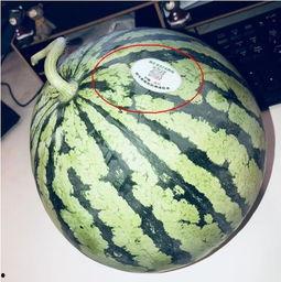 网红吃瓜头子,揭秘娱乐圈幕后真相